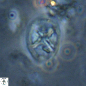 Chiastozygus platyrhethus 14580