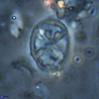 Chiastozygus platyrhethus 14581