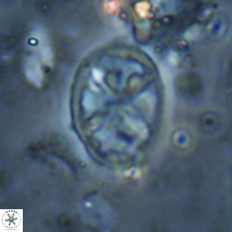 Chiastozygus platyrhethus 14581