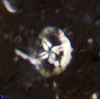 Chiastozygus platyrhethus 48804