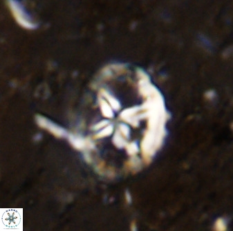 Chiastozygus platyrhethus 48804