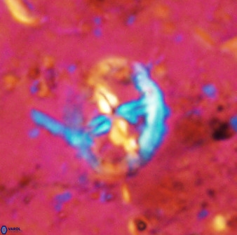 Chiastozygus platyrhethus 48803