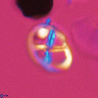 Chiastozygus platyrhethus 8419