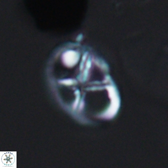 Chiastozygus platyrhethus 8420