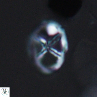 Chiastozygus platyrhethus 8421