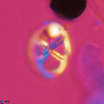 Chiastozygus platyrhethus 8422