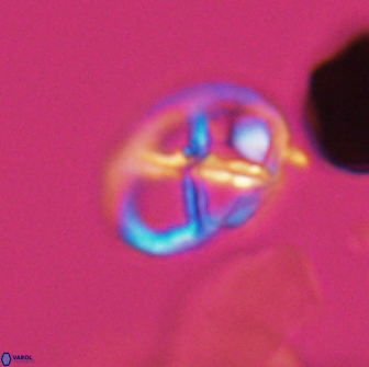 Chiastozygus platyrhethus 8423