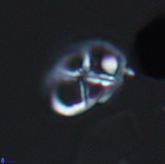 Chiastozygus platyrhethus 8424