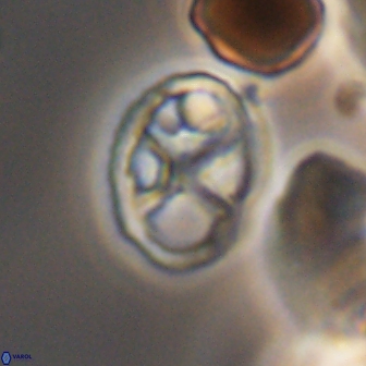 Chiastozygus platyrhethus 8425