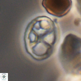 Chiastozygus platyrhethus 8425