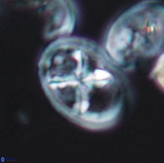 Chiastozygus platyrhethus 8568