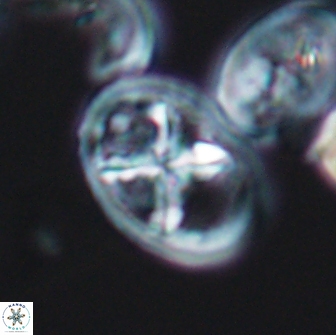 Chiastozygus platyrhethus 8568