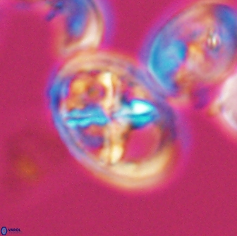 Chiastozygus platyrhethus 8569