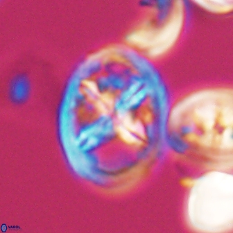 Chiastozygus platyrhethus 8570