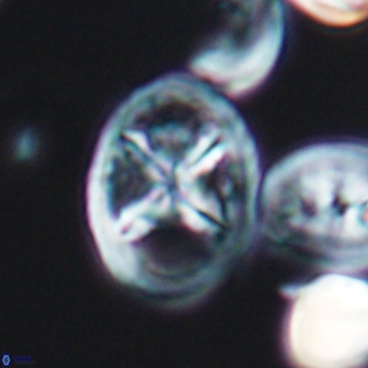 Chiastozygus platyrhethus 8571