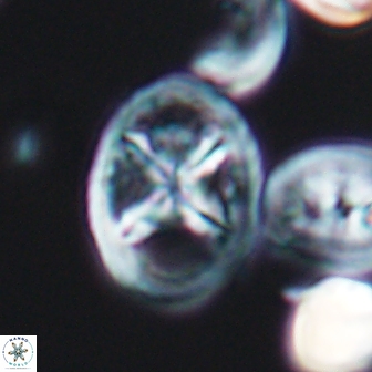 Chiastozygus platyrhethus 8571