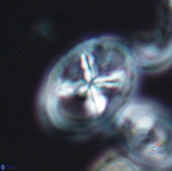 Chiastozygus platyrhethus 8572