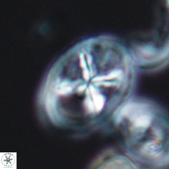 Chiastozygus platyrhethus 8572