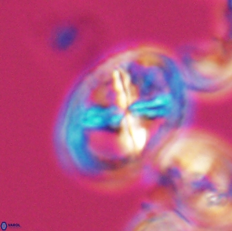 Chiastozygus platyrhethus 8573