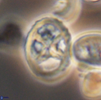 Chiastozygus platyrhethus 8574