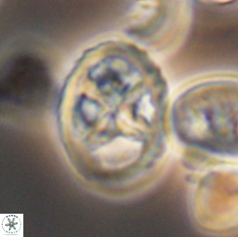 Chiastozygus platyrhethus 8574