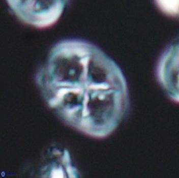 Chiastozygus platyrhethus 8105