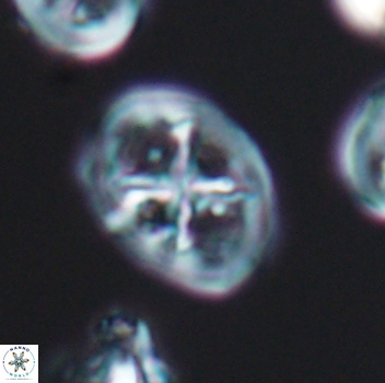 Chiastozygus platyrhethus 8105