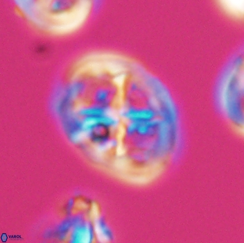 Chiastozygus platyrhethus 8106