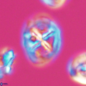 Chiastozygus platyrhethus 8107