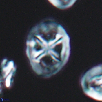 Chiastozygus platyrhethus 8108