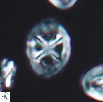 Chiastozygus platyrhethus 8108
