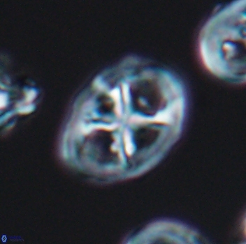 Chiastozygus platyrhethus 8109