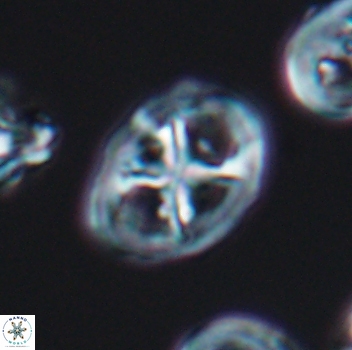 Chiastozygus platyrhethus 8109