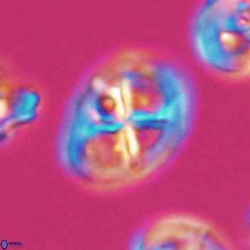 Chiastozygus platyrhethus 8110