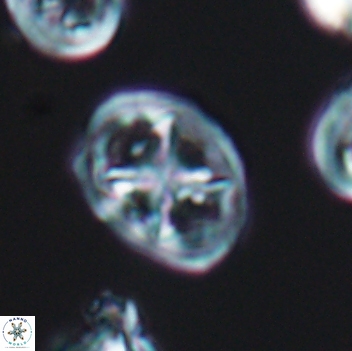 Chiastozygus platyrhethus 8111