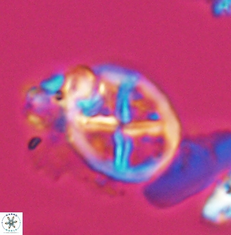 Chiastozygus platyrhethus 8239