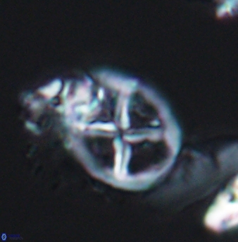 Chiastozygus platyrhethus 8240