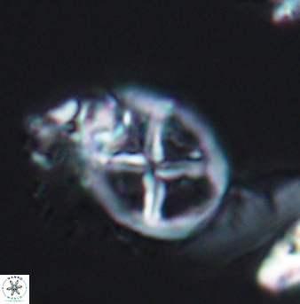 Chiastozygus platyrhethus 8240