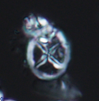 Chiastozygus platyrhethus 8241