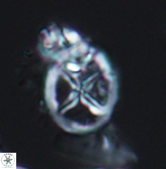 Chiastozygus platyrhethus 8241