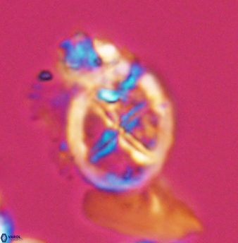 Chiastozygus platyrhethus 8242