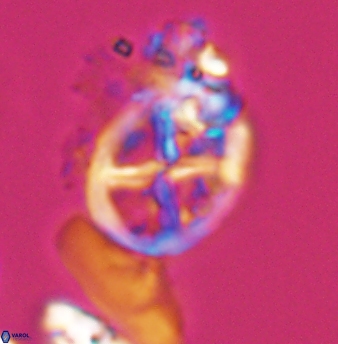 Chiastozygus platyrhethus 8243