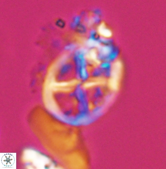 Chiastozygus platyrhethus 8243