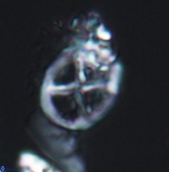 Chiastozygus platyrhethus 8244