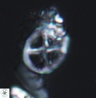 Chiastozygus platyrhethus 8244