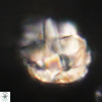 Chiphragmalithus acanthodes VR 30355