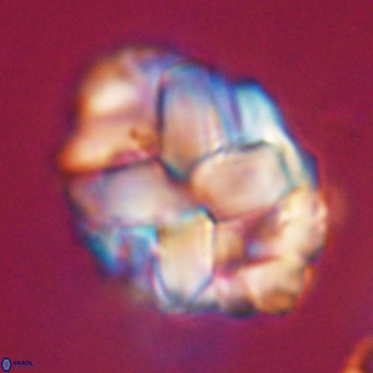 Chiphragmalithus acanthodes VR 30356