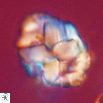 Chiphragmalithus acanthodes VR 30356