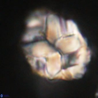 Chiphragmalithus acanthodes VR 30357