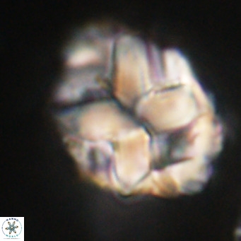 Chiphragmalithus acanthodes VR 30357